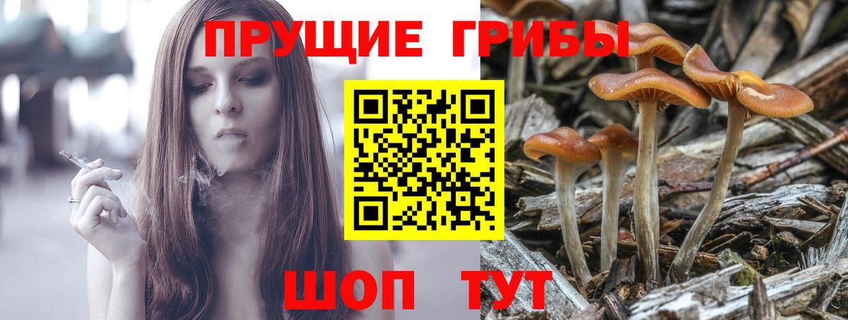 Галлюциногенные грибы Cubensis  Вход с VPN  Аргун  Галлюциногенные грибы Psilocybine cubensis 
